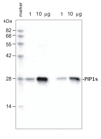western blot using anti-PIP1s antibodies